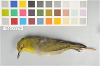 藏品(綠繡眼)的圖片